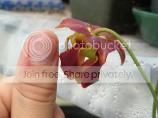 DSCN0516.jpg