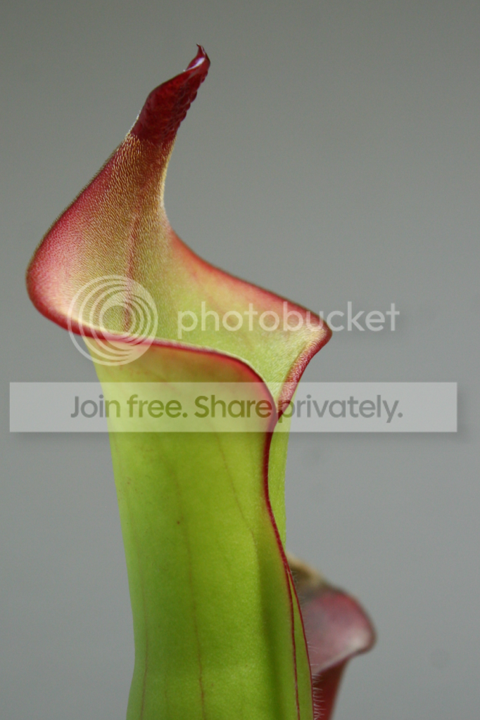 IMG_5749_zps58af83d7.png