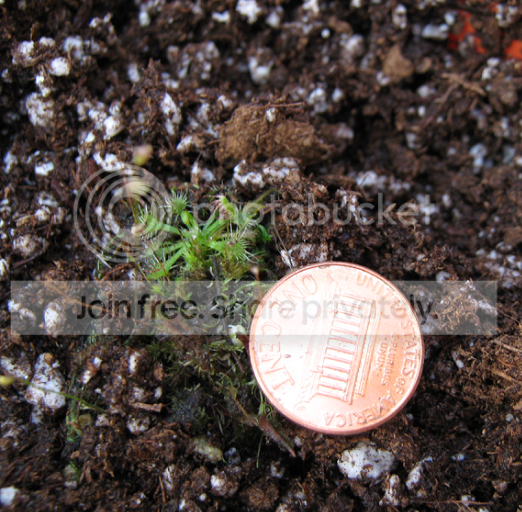 Sundew1.png