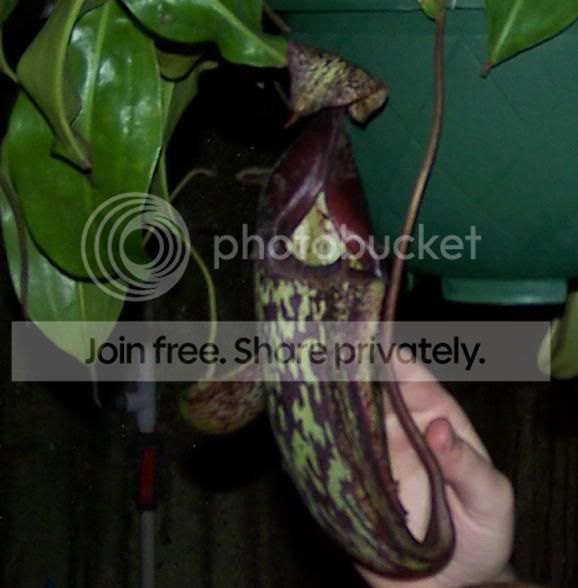plant8.jpg