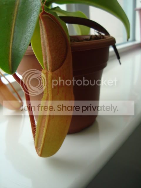DSC00210.jpg