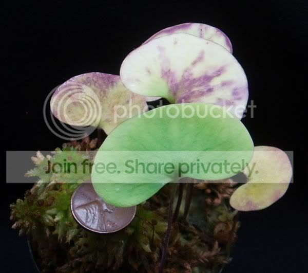 UreniformisLFS042510RS.jpg