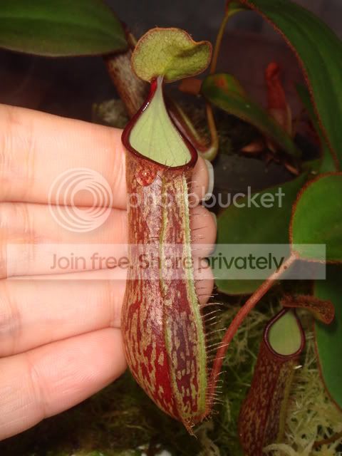 nepenthes_adnata_pitcher_3inch.jpg