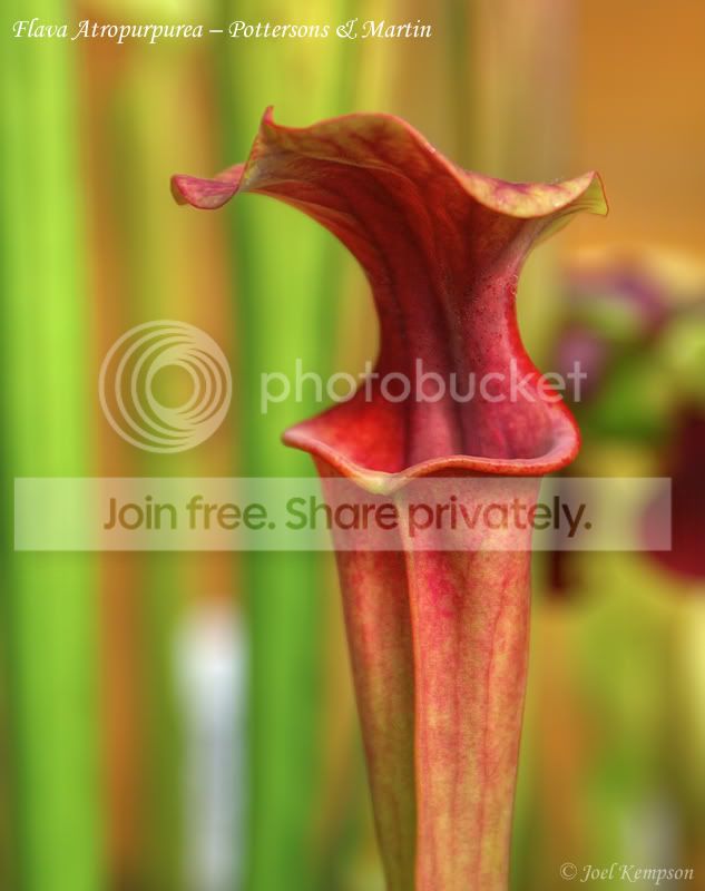 FlavaAtropurpureaPottersonsMartin.jpg