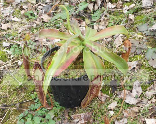 Nspectabilis01_4-4-11.jpg
