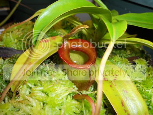 Njacq_4-18-11.jpg
