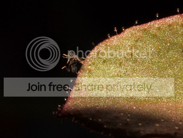 stylidium_semipartitum_prey2_zpsb77471f7.jpg