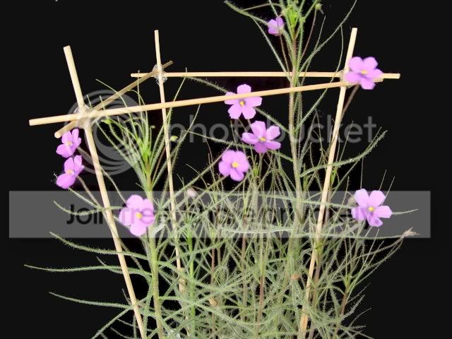 byblis_guehoi_flowers.jpg