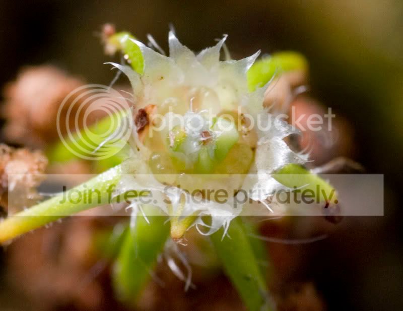 DSC_0001scorpiodestop.jpg