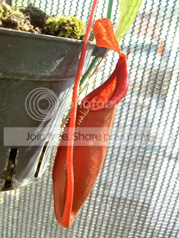Nepenthesthoreliixdensiflora061008L.jpg