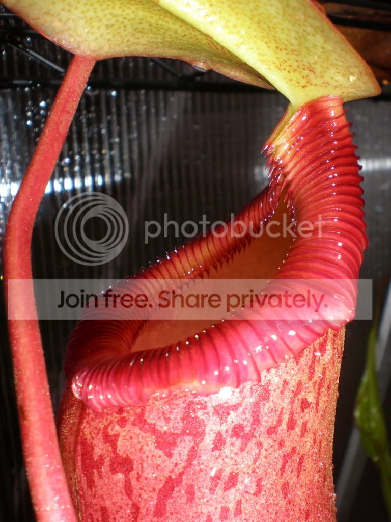 SibxTMPeristome.jpg