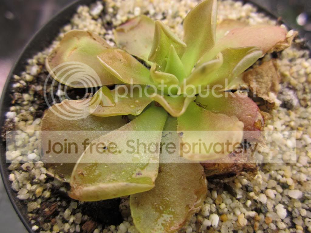 IMG_1477_zpsa6fe64c4.jpg
