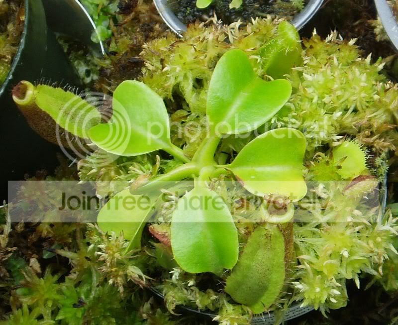 Ntruncata022010RS.jpg