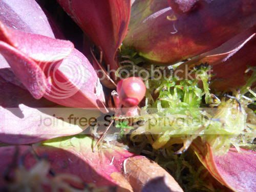 Spurpurea_4-3-12.jpg