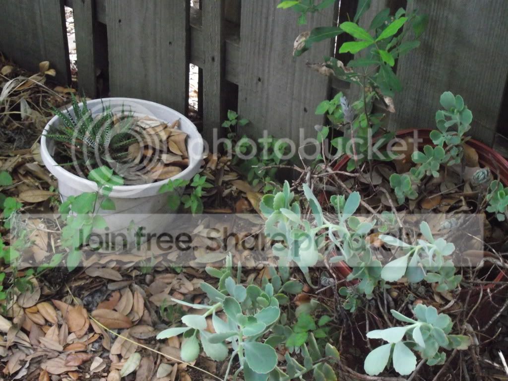 DSCF7936.jpg