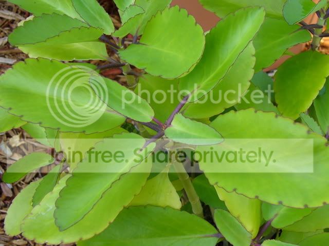 Kalanchoepinnata2.jpg