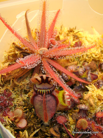 Cephalotus_mature_pitcher.JPG