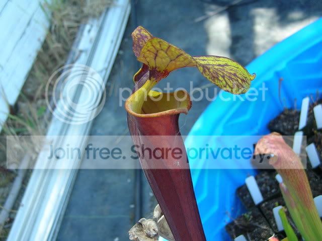 DSCN4337.jpg