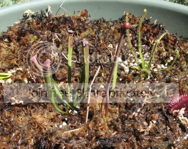 mini-bog24-18.jpg