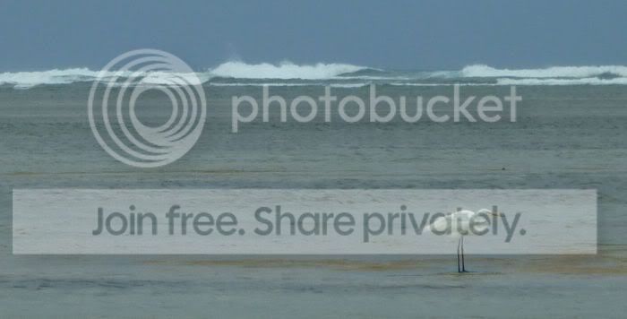 LuquilloBeachheroninsidereefRS.jpg