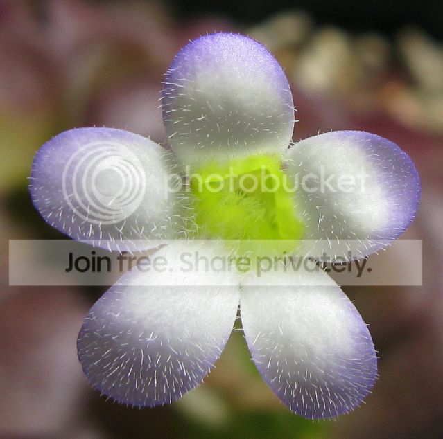IMG_2142-P-agnata-flower-Dec-6-2012.jpg