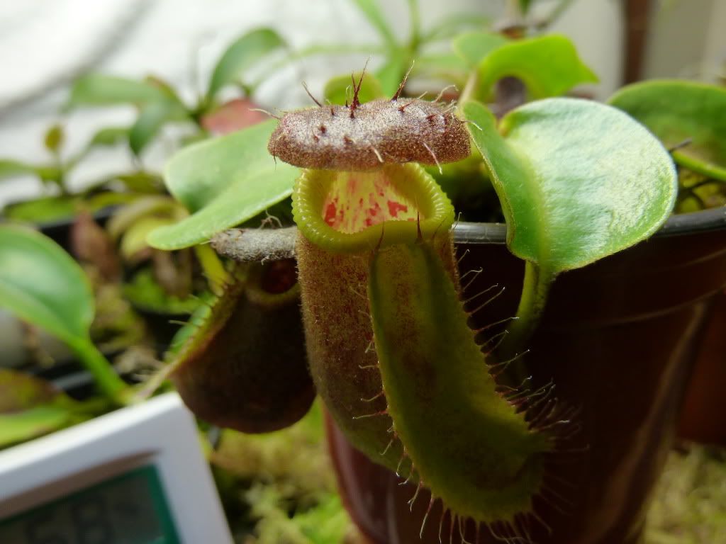 plants10032012015.jpg
