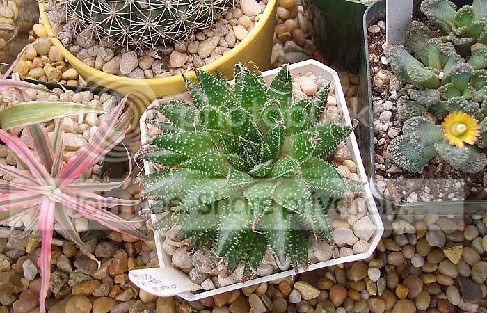 newsucculentsA005.jpg