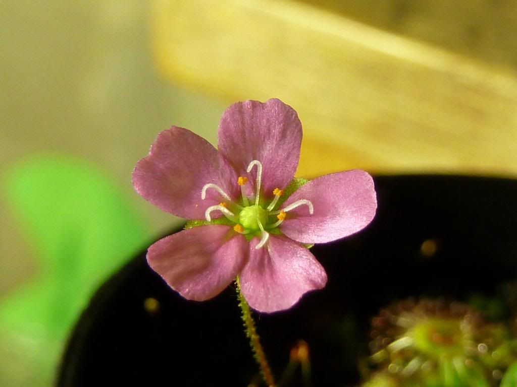 flowerstalkvft12102012098_zps08105412.jpg