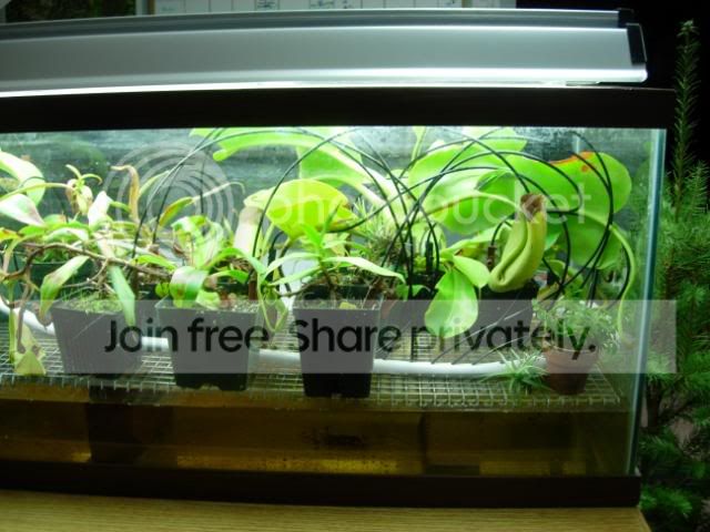 terrarium123008c.jpg