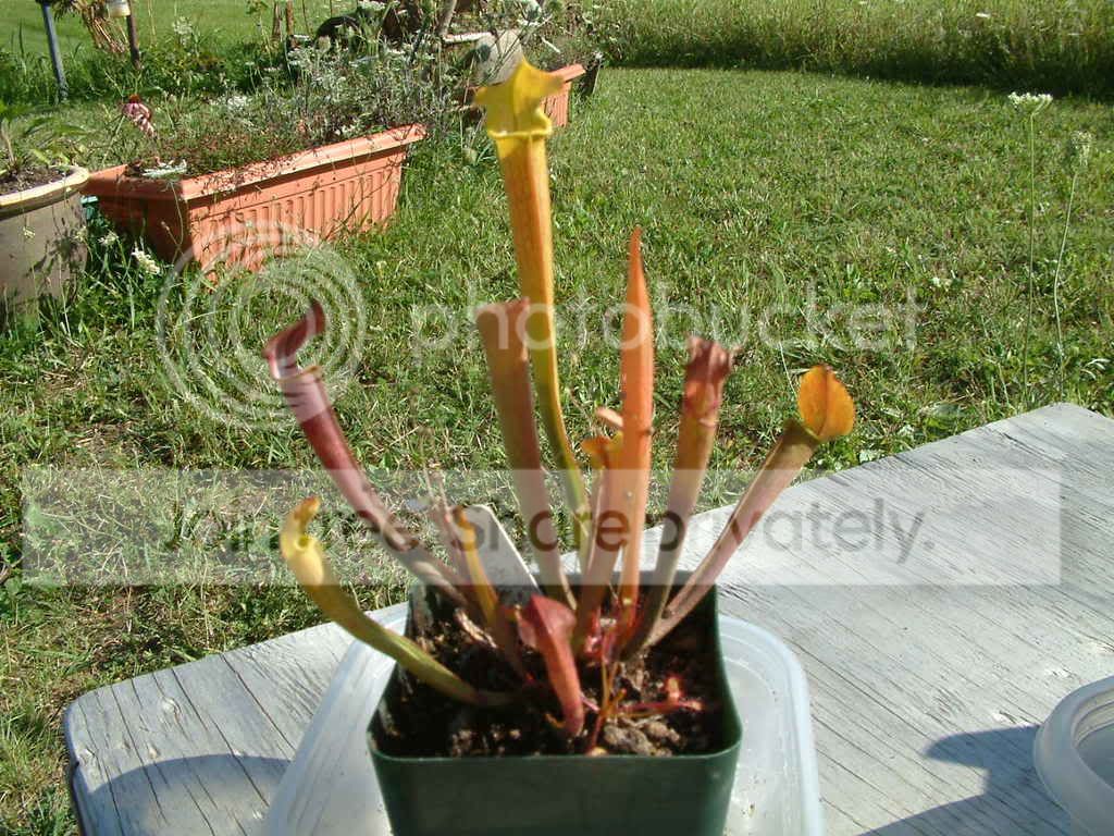 randomCPpictures006.jpg
