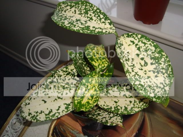 DSC00077.jpg