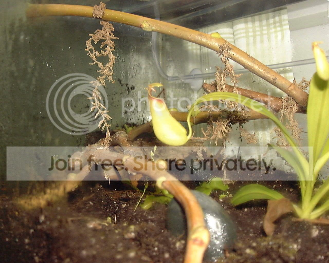 bicalpitcher.jpg