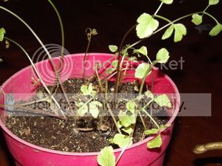 DSCF9005.jpg