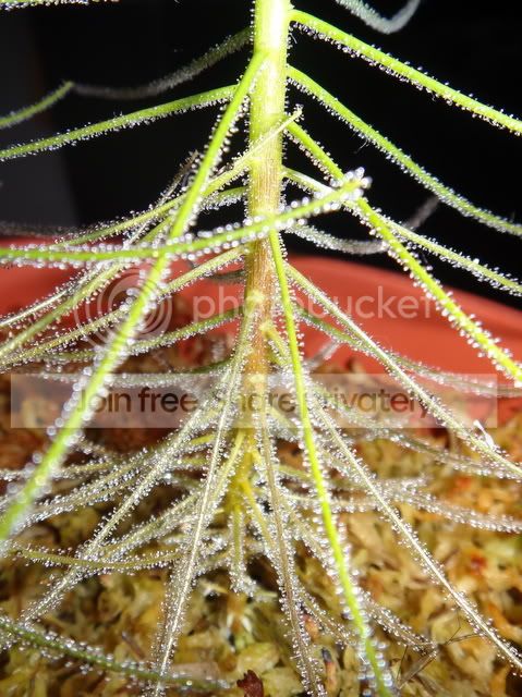 byblis_aquatica_copper_coloured_stem.jpg