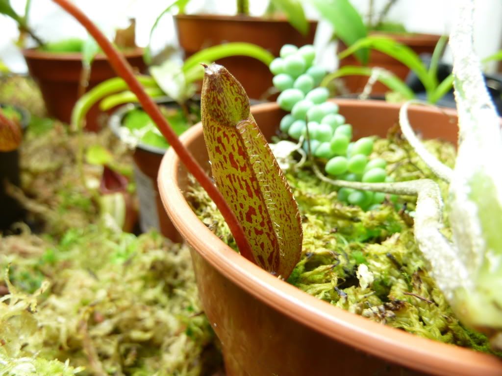 plants10032012013.jpg
