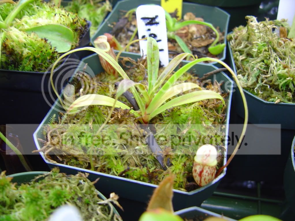 Neps12-13-08005.jpg