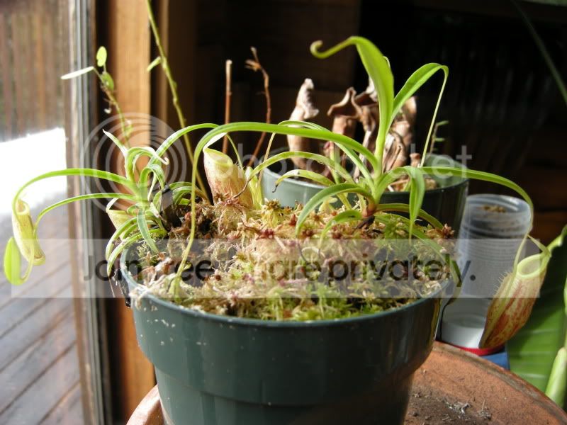 DSCN5853.jpg