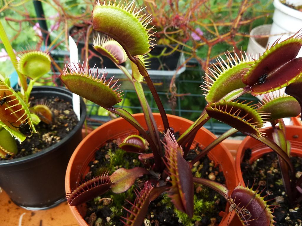 plants10032012043.jpg