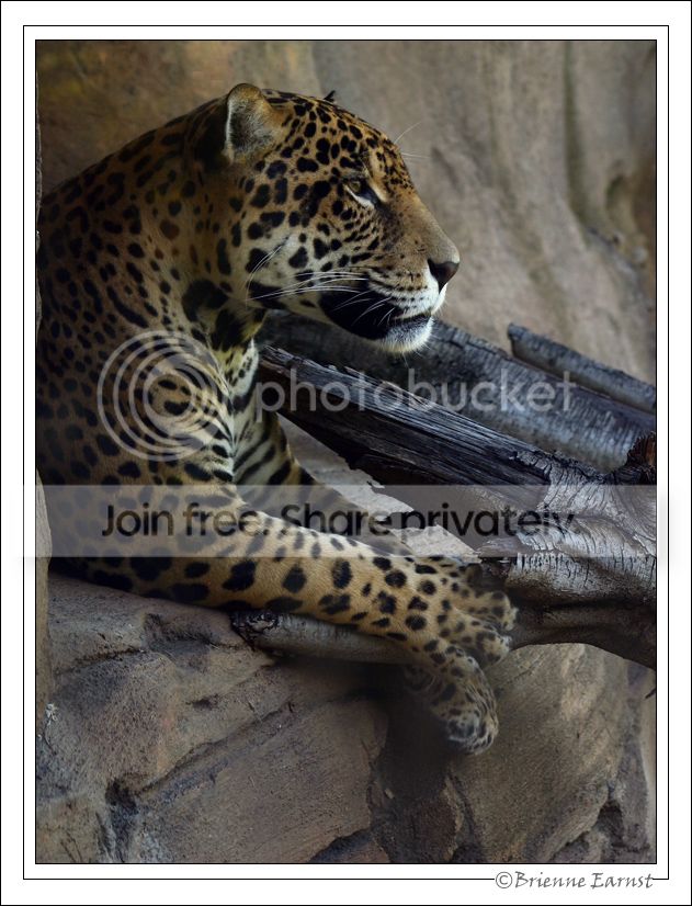 JaguarLedgeVert_2678.jpg