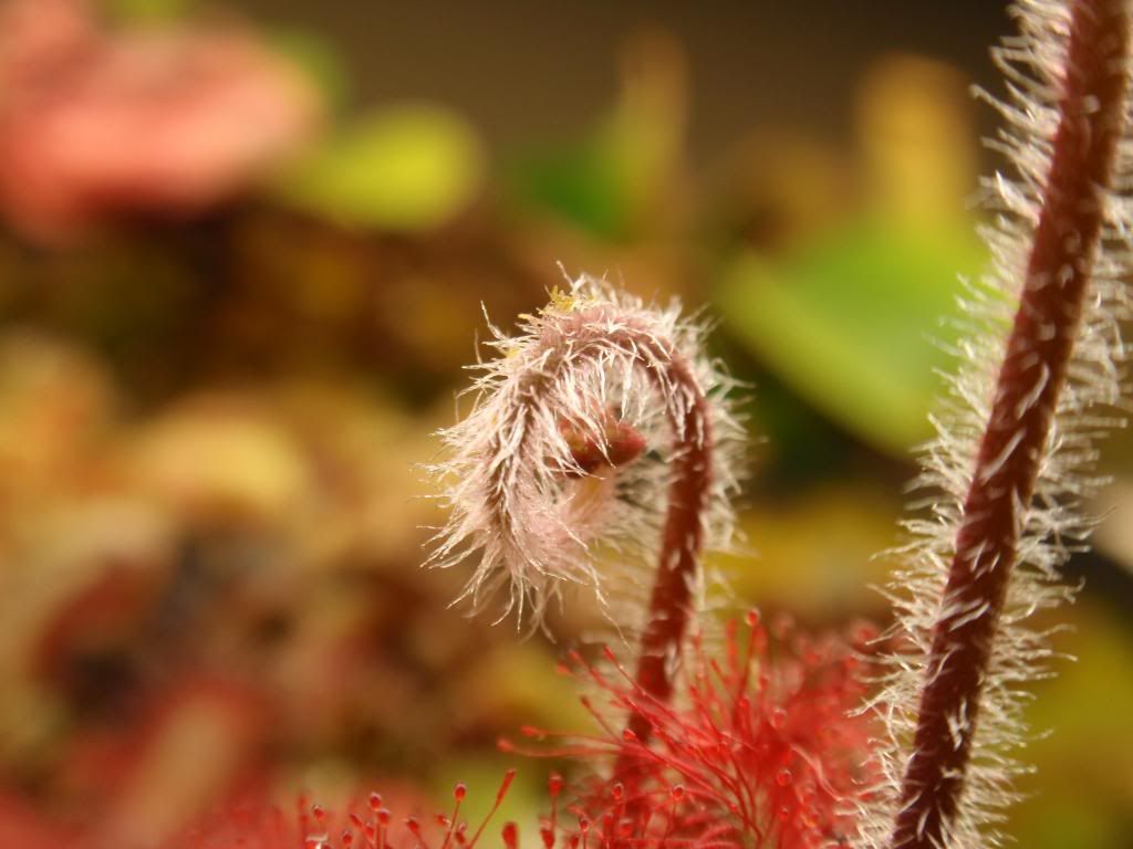 P2050219_zps65f0ac5e.jpg