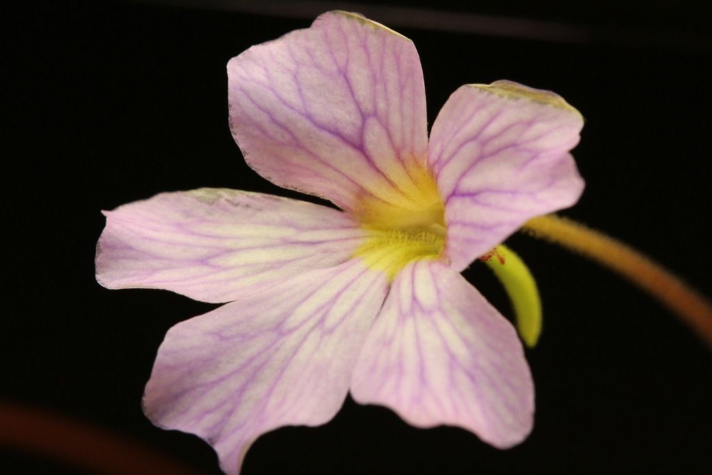 IMG_6190_zpsgp8oc2gp.jpg