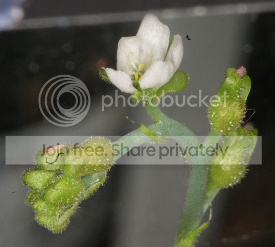 Drosera%20burmannii%20Flower%2007.jpg