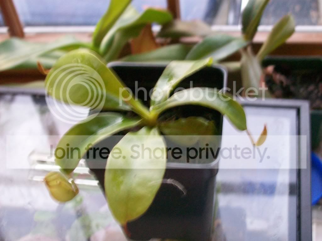 plants071.jpg