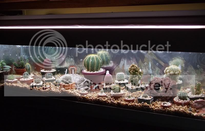 finishedcactuswinterchamber009.jpg