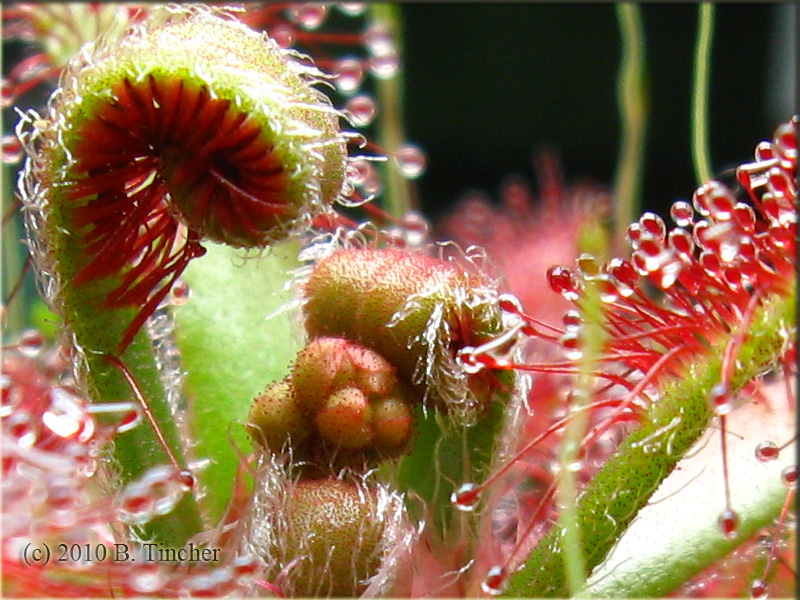 D_ascendens_flower.jpg