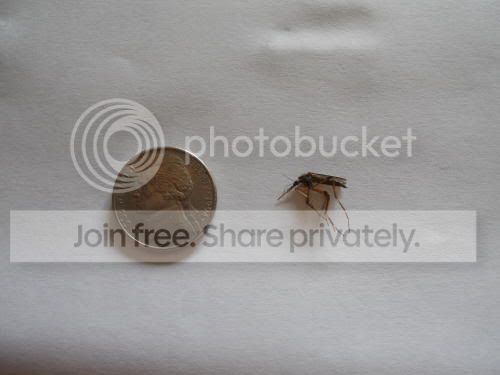 mosquito01_7-8-11.jpg