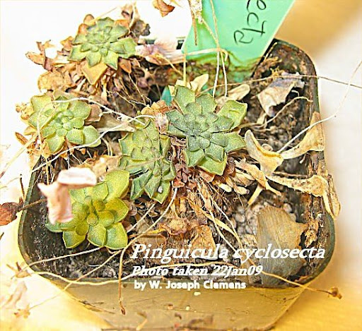 P_cyclosecta_015sml.JPG