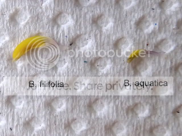 byblis_aquatica_vs_filifolia_stamen.jpg