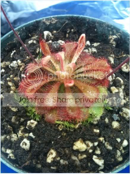 sundew1.jpg