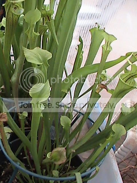 BoomanFloral-Srubra02.jpg
